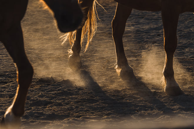 A Silent Moment with a Horse