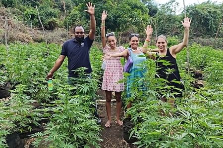 Private Natural Herbs Tour, Shopping & Dinner at Rick's Cafe in Jamaica