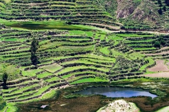Terraced fields in Colca Canyon