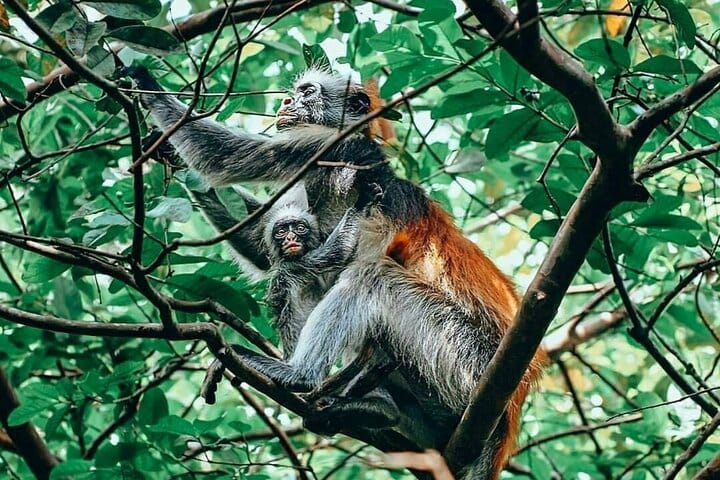 Zanzibar Prison Island, Jozani Forest and Salaam Cave Sea Turtles