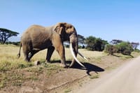 The giant of Amboseli