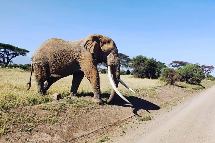 The giant of Amboseli