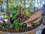 Dubai Miracle & Butterfly Garden Entrance Tickets 8
