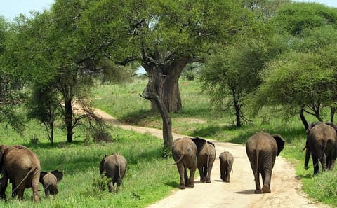 Tanzania Lodge Safari: Explore Lake Manyara, Serengeti, Ngorongoro, Tarangire