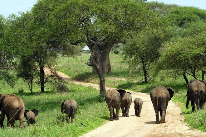 Elephants Amboseli national park