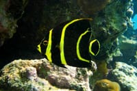 Snorkeling with Turtles and Cenote Tour from Riviera Maya 6