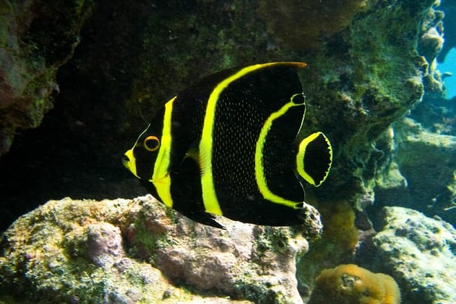 Snorkeling with Turtles and Cenote Tour from Riviera Maya photo 6
