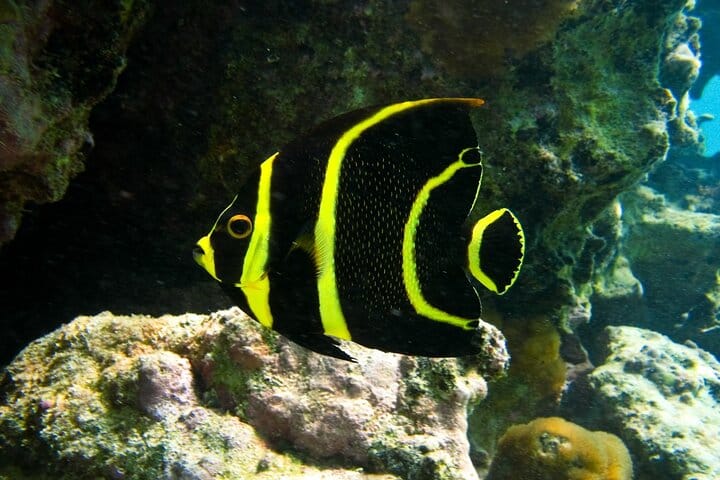 Snorkeling with Turtles and Cenote Tour from Riviera Maya 6