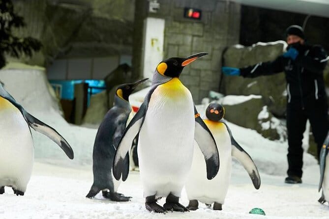 Dubai: Ski Dubai Ultimate Winter Experience!