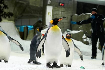 Dubai: Ski Dubai Ultimate Winter Experience!