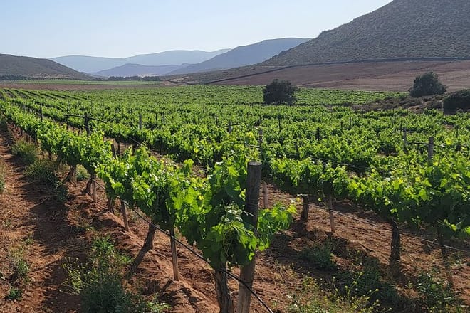 From the Border to Valle de Guadalupe Private Wine Tour - Photo 1