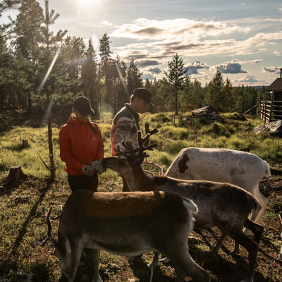 Visit a Real Reindeer Farm - Image 11
