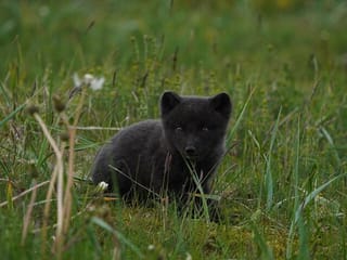 Isafjordur and Westfjords Private Day Tour, photo 14