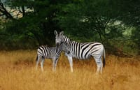 Hluhluwe Imfolozi  Safari Day Tour (7) 4