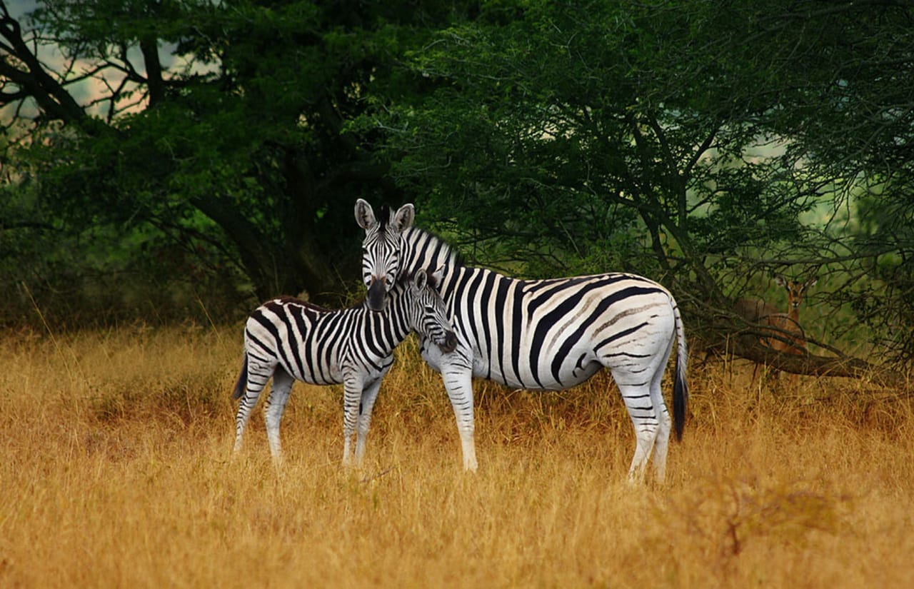 Hluhluwe Imfolozi  Safari Day Tour (7) 4
