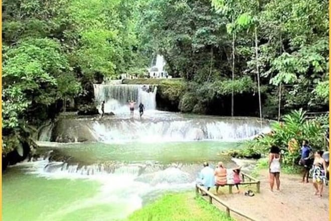 Black River Safari Guided Tour & YS Falls Tour  5