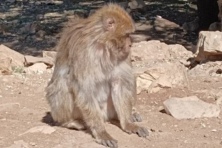 From Errachidia 2 Days Desert Tour To Fes Via Merzouga Desert