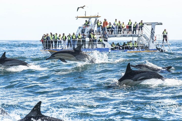 Hermanus Private Full-Day Tour: Whale Watching Adventure