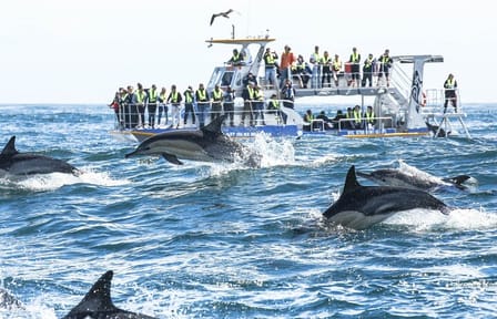 Hermanus Private Full-Day Tour: Whale Watching Adventure