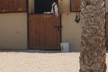 Horseback Riding Adventure on Hurghada Beach