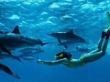 Swim with Dolphins and Turtles in Nungwi, Tanzania