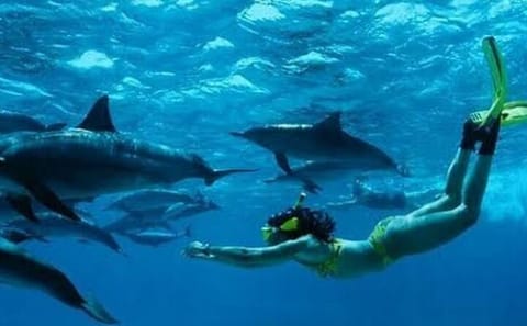 Swim with Dolphins and Turtles in Nungwi, Tanzania