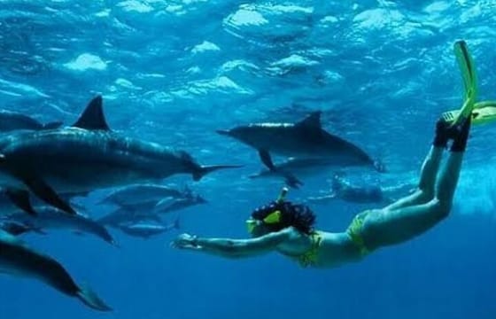 Zanzibar Swim with Dolphins and Turtles Visit at the Aquarium