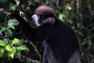 Sinharaja Rain Forest Tour from Galle with Transport