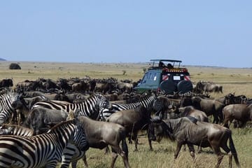 5Days Masai Mara Nakuru Naivasha joining Group Budget Safari