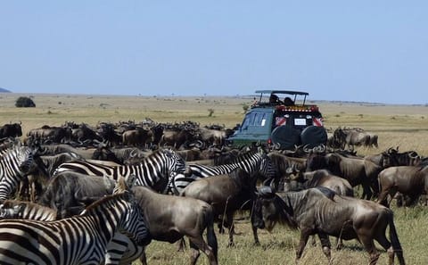 5-Day Budget Safari Tour in Masai Mara, Nakuru, and Naivasha