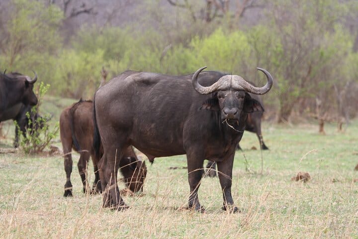 15 minutes scenic helicopter flight above Victoria Falls-Zimbabwe