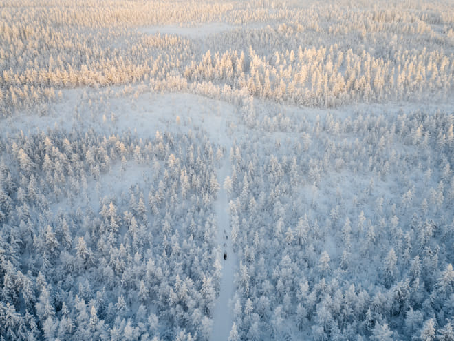 Rovaniemi: Insider 5 km Husky Self Drive Adventure