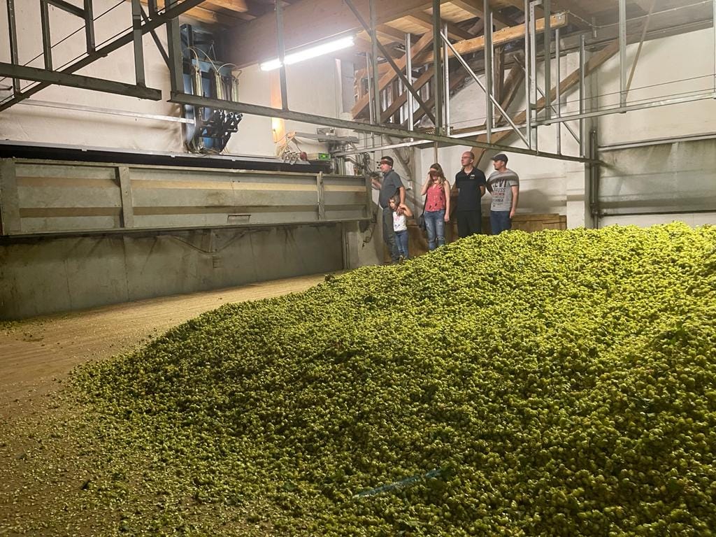 Hopfenernte