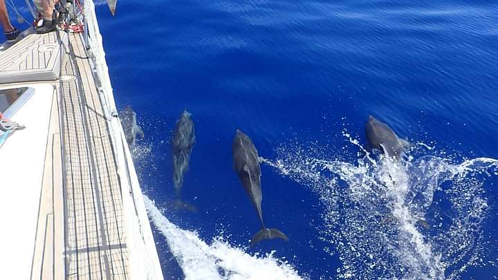 Dolphins swimming alongside the yacht