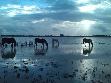 DOÑANA NATIONAL PARK