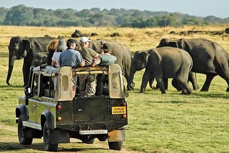 Minneriya National Park Elephant Safari Adventure in Sri Lanka