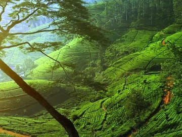 Nuwara Eliya
