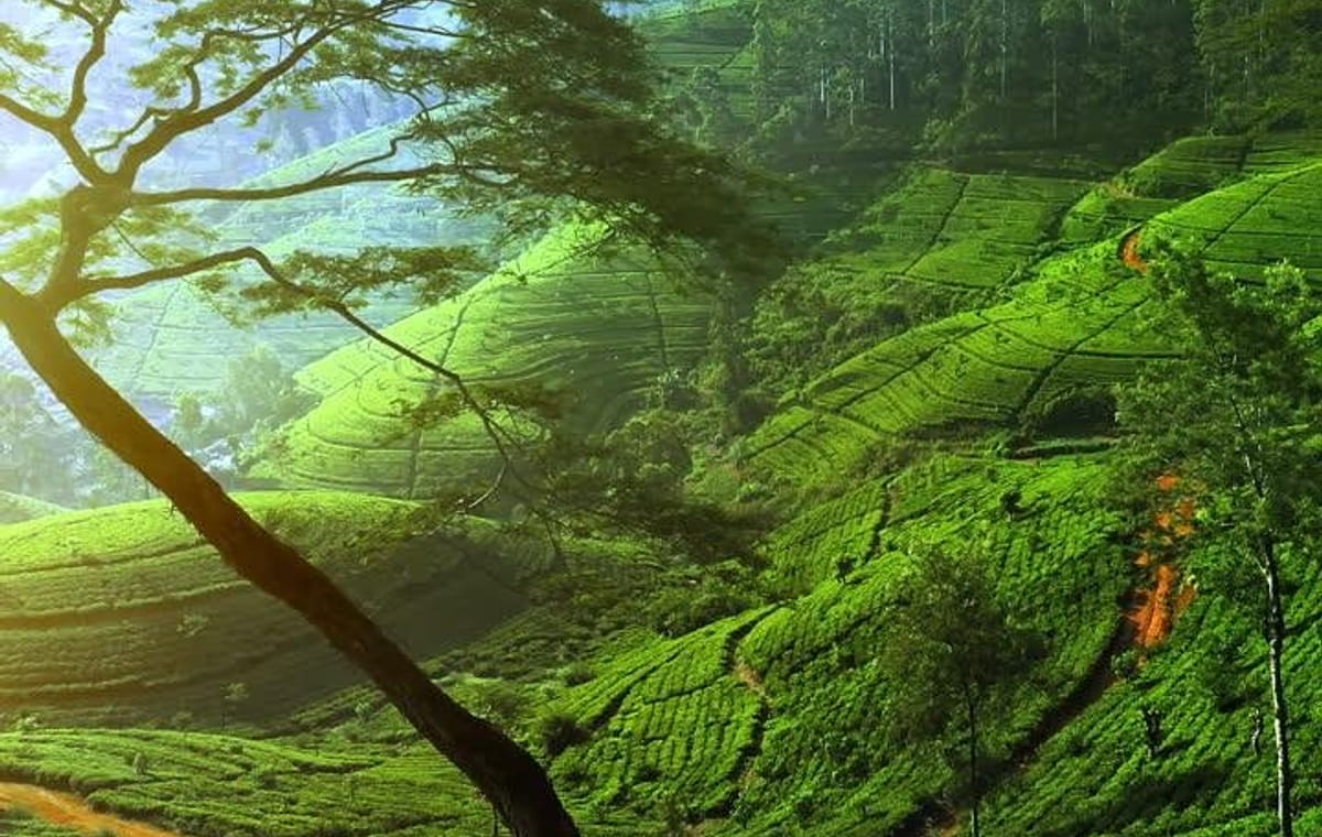 Day Trip to Nuwara Eliya with Kingfisher Tours