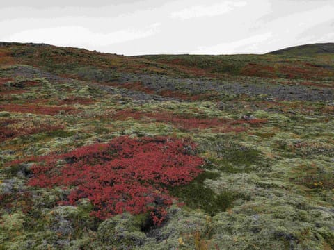 colourful berries and moss