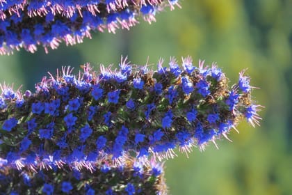 Jeep Adventure to Volcanic Pools & UNESCO Forest Treasures