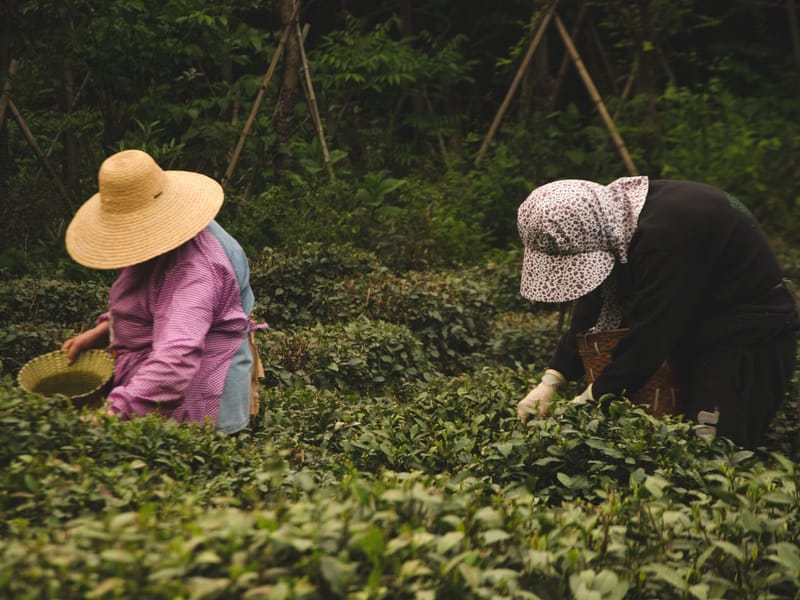 Hangzhou Longjing Tea Picking and Pan-Firing Experience with English Guide