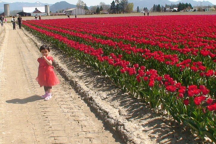 Tulip Festival Adventure: Skagit Valley, La Conner & Deception Pass