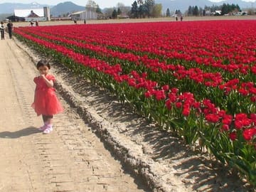 Tulip Festival Tour in Skagit Valley with La Conner and Oak Harbor