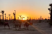 Camel Ride in the Marrakech Palm Grove 6