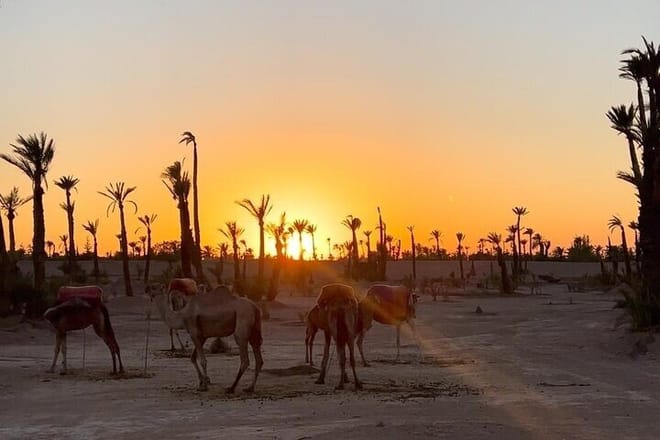 Camel Ride in the Marrakech Palm Grove 6