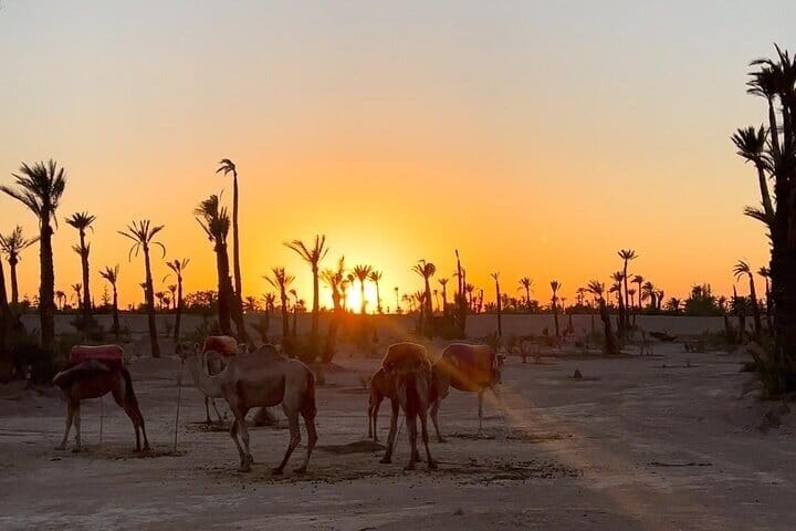 Camel Ride in the Marrakech Palm Grove 6