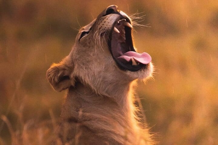 3 Days Queen Elizabeth Wildlife Safari