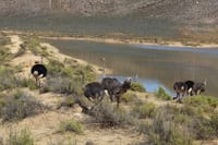 Ostriches