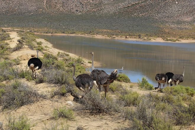 Ostriches