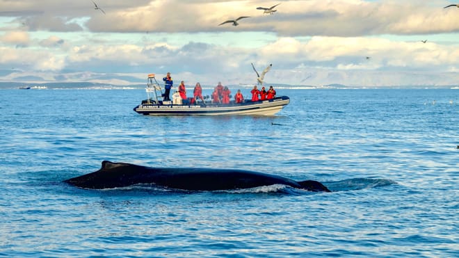 Reykjavík Premium Whale Watching